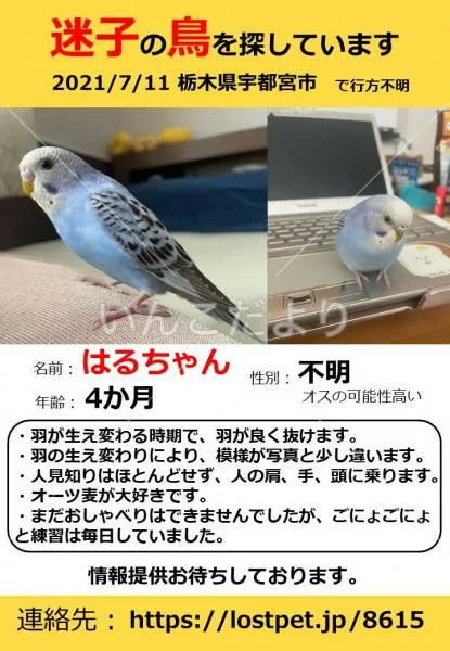 コメントの画像