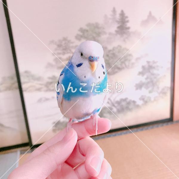 コメントの画像