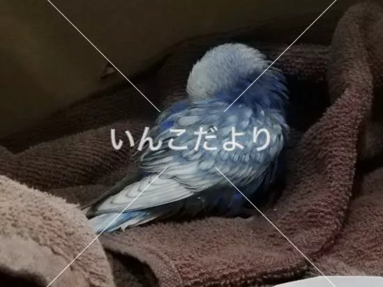 コメントの画像