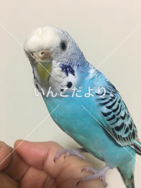 コメントの画像