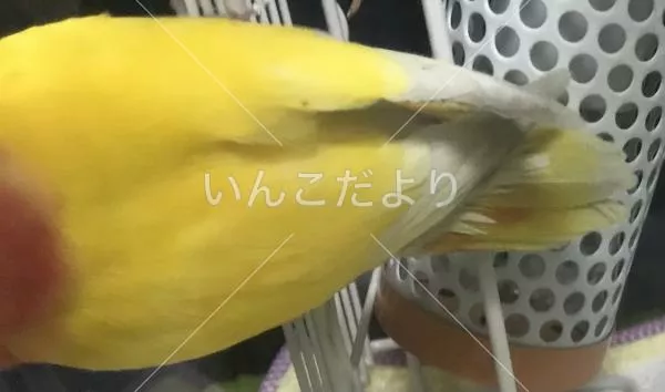 コメントの画像