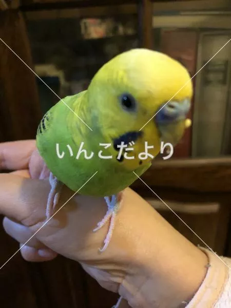 コメントの画像