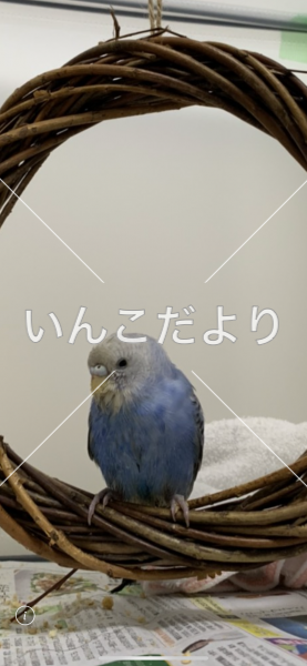 コメントの画像