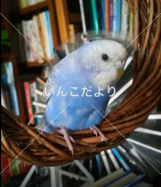 コメントの画像