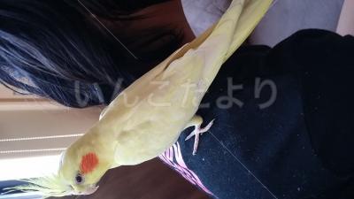 コメントの画像