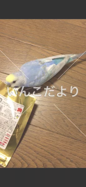 コメントの画像