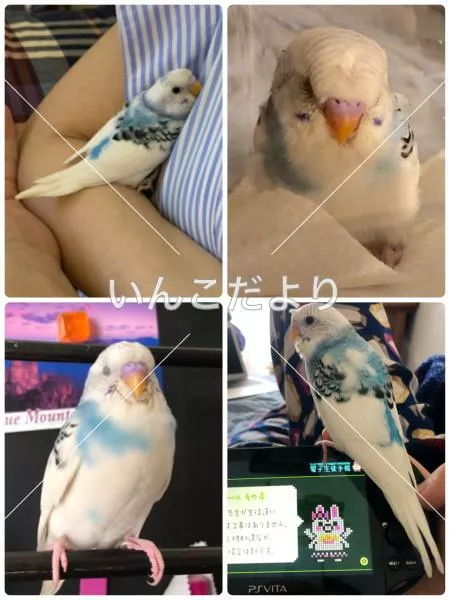 コメントの画像