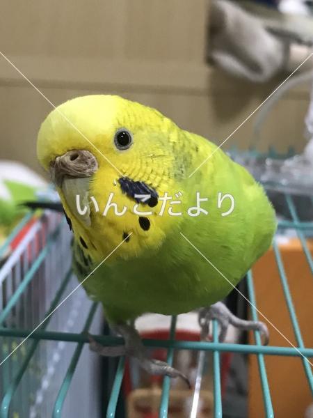 コメントの画像