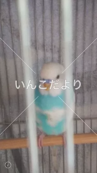 コメントの画像