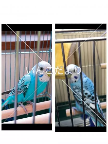 コメントの画像