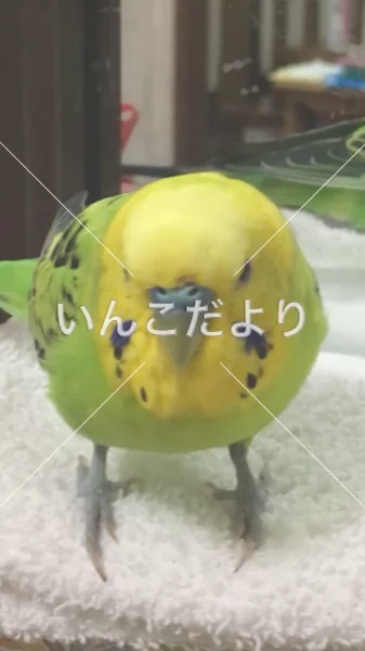 コメントの画像