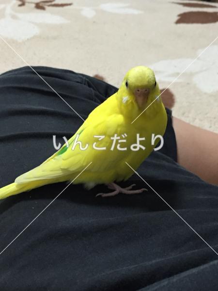 コメントの画像