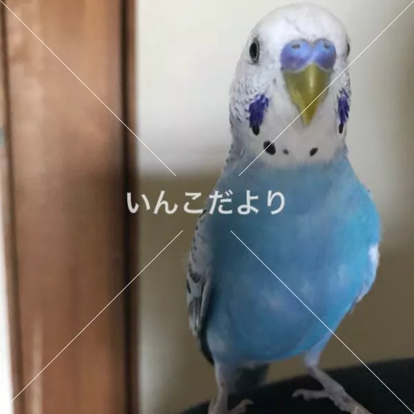 コメントの画像