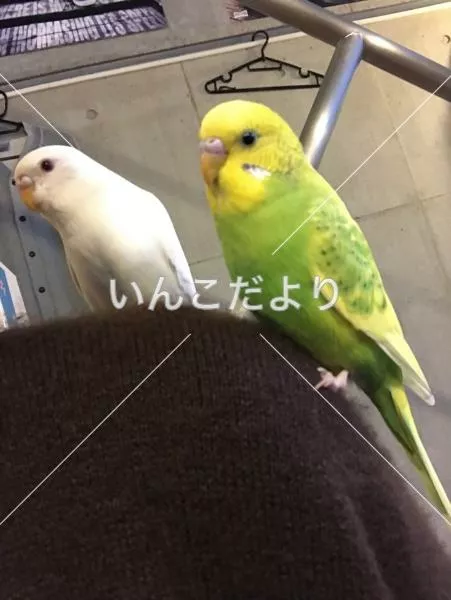 コメントの画像