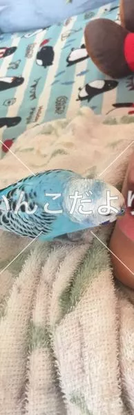 コメントの画像