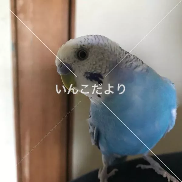 コメントの画像