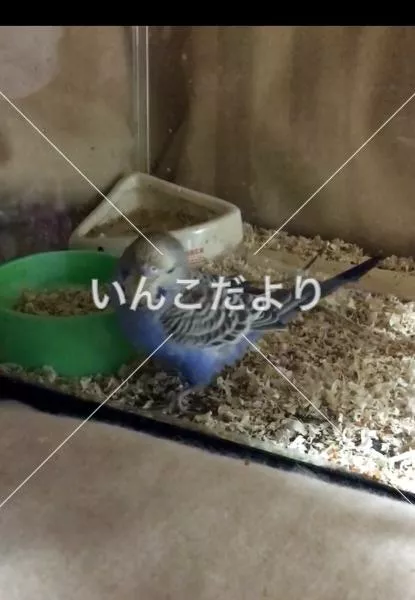 コメントの画像