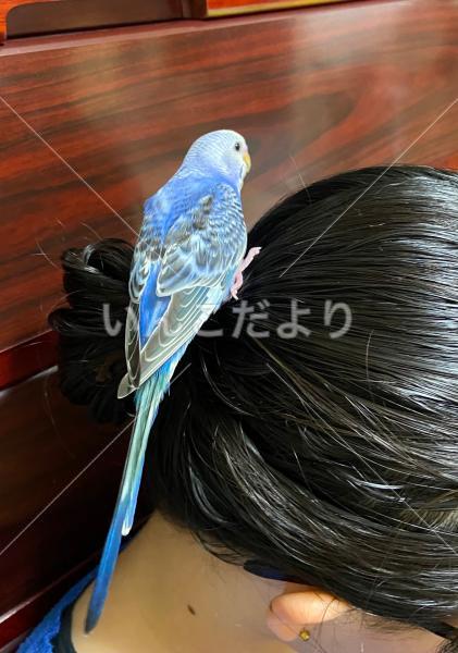 コメントの画像