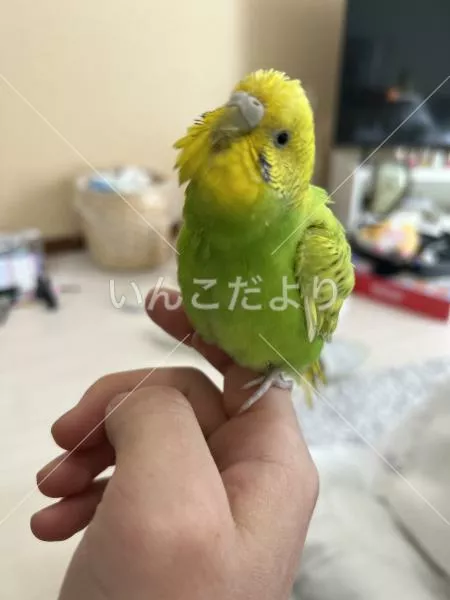 コメントの画像