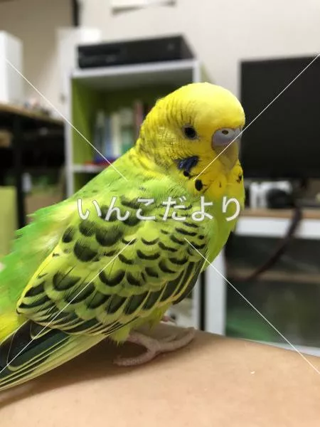 コメントの画像