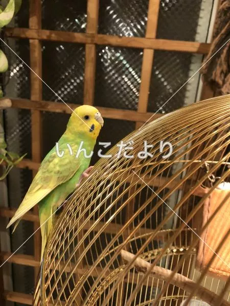 コメントの画像