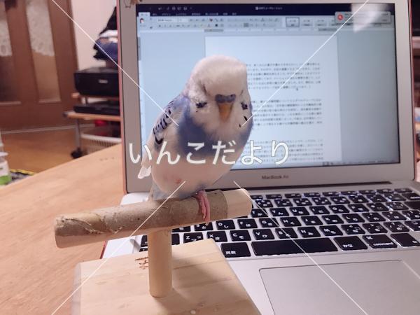 コメントの画像