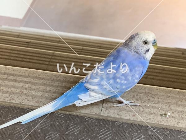 コメントの画像