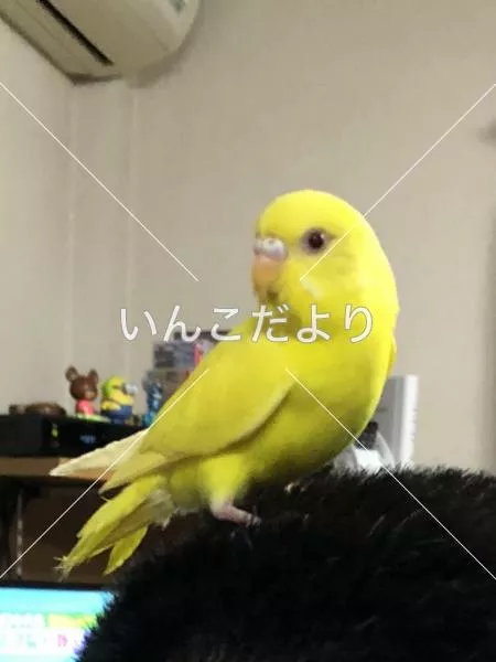 コメントの画像