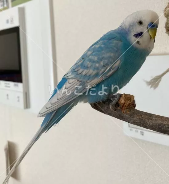 コメントの画像