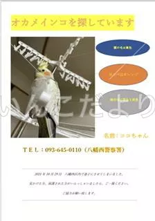 コメントの画像