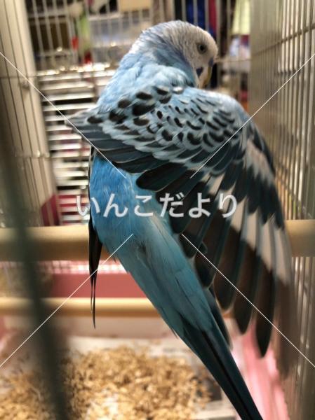 コメントの画像