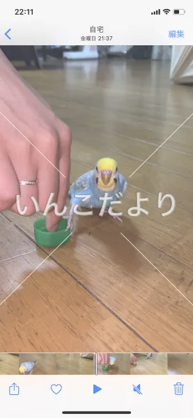 コメントの画像