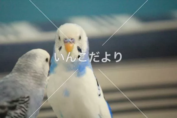 コメントの画像