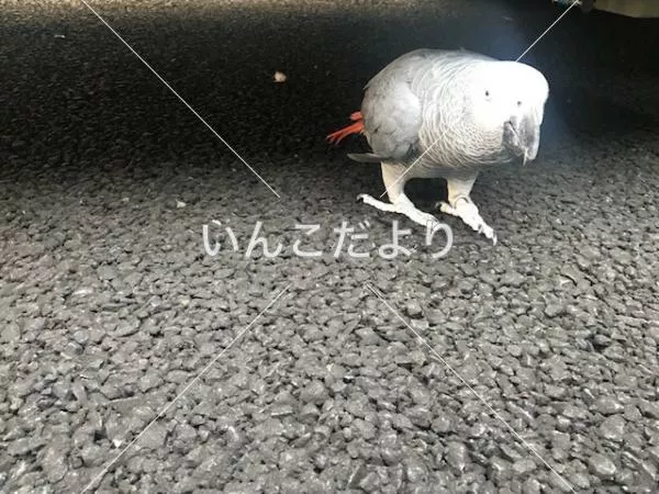 コメントの画像