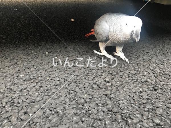 コメントの画像