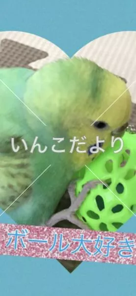 コメントの画像