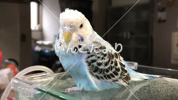 コメントの画像