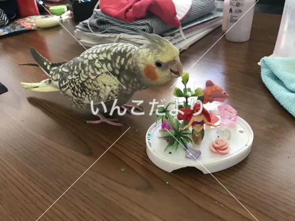 コメントの画像