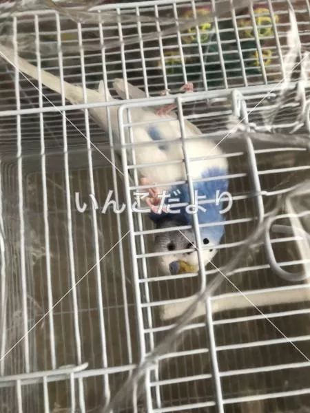 コメントの画像