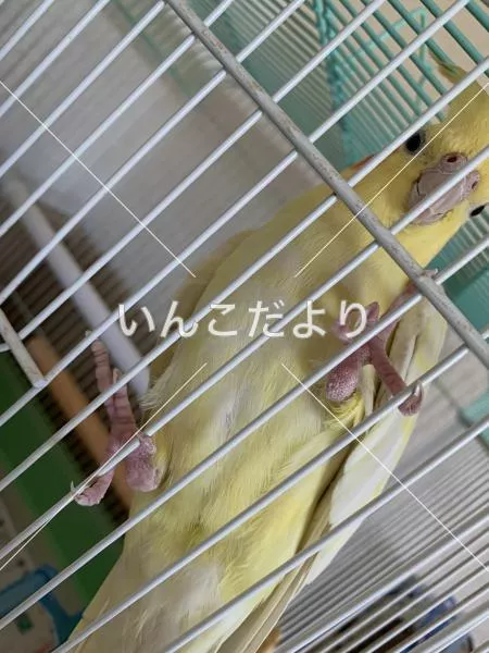 コメントの画像