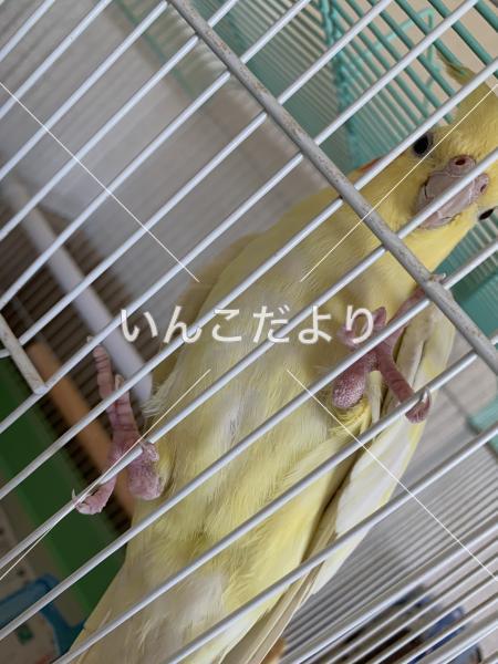 コメントの画像