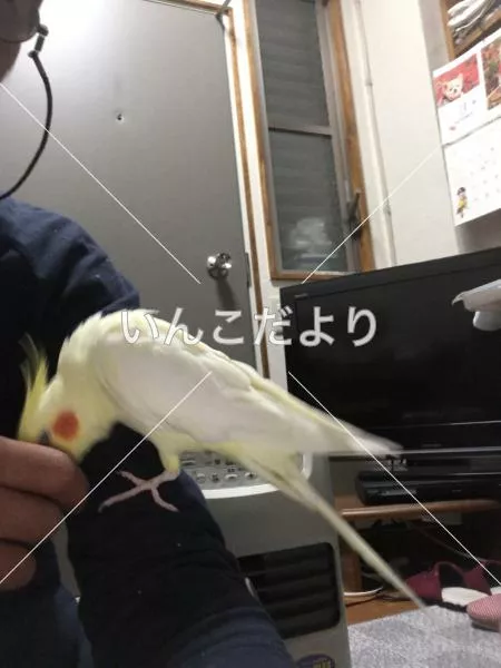 コメントの画像