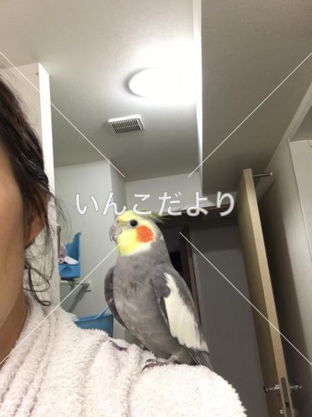 コメントの画像