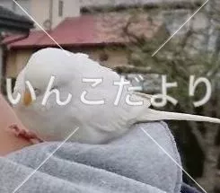 コメントの画像