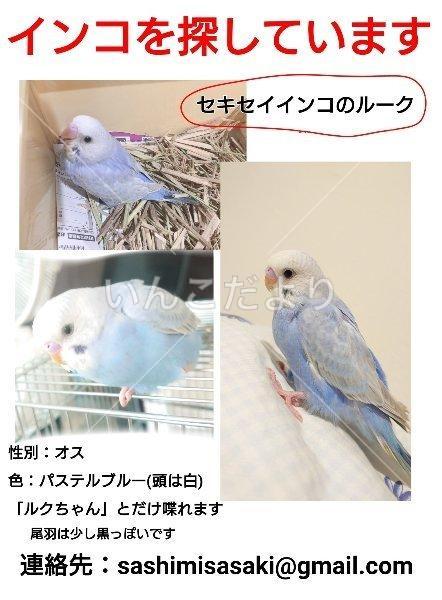 コメントの画像