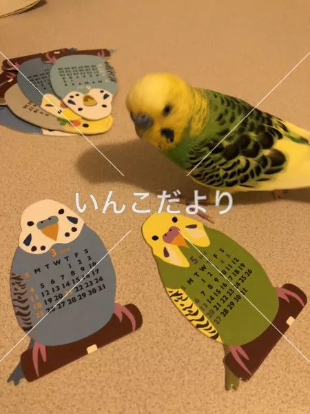 コメントの画像