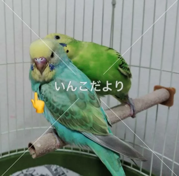 コメントの画像