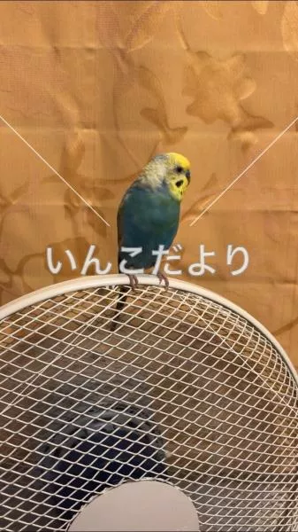 コメントの画像