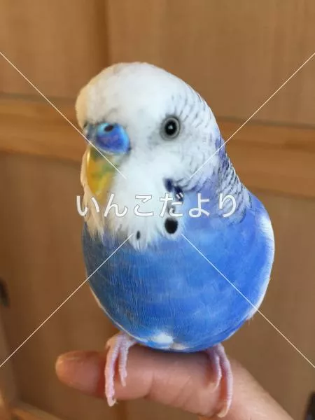 コメントの画像