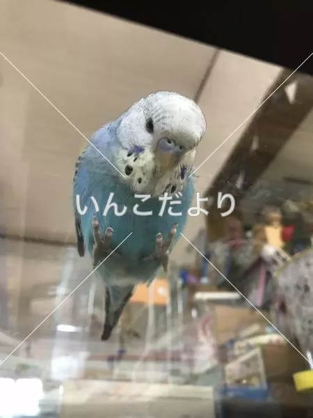 コメントの画像